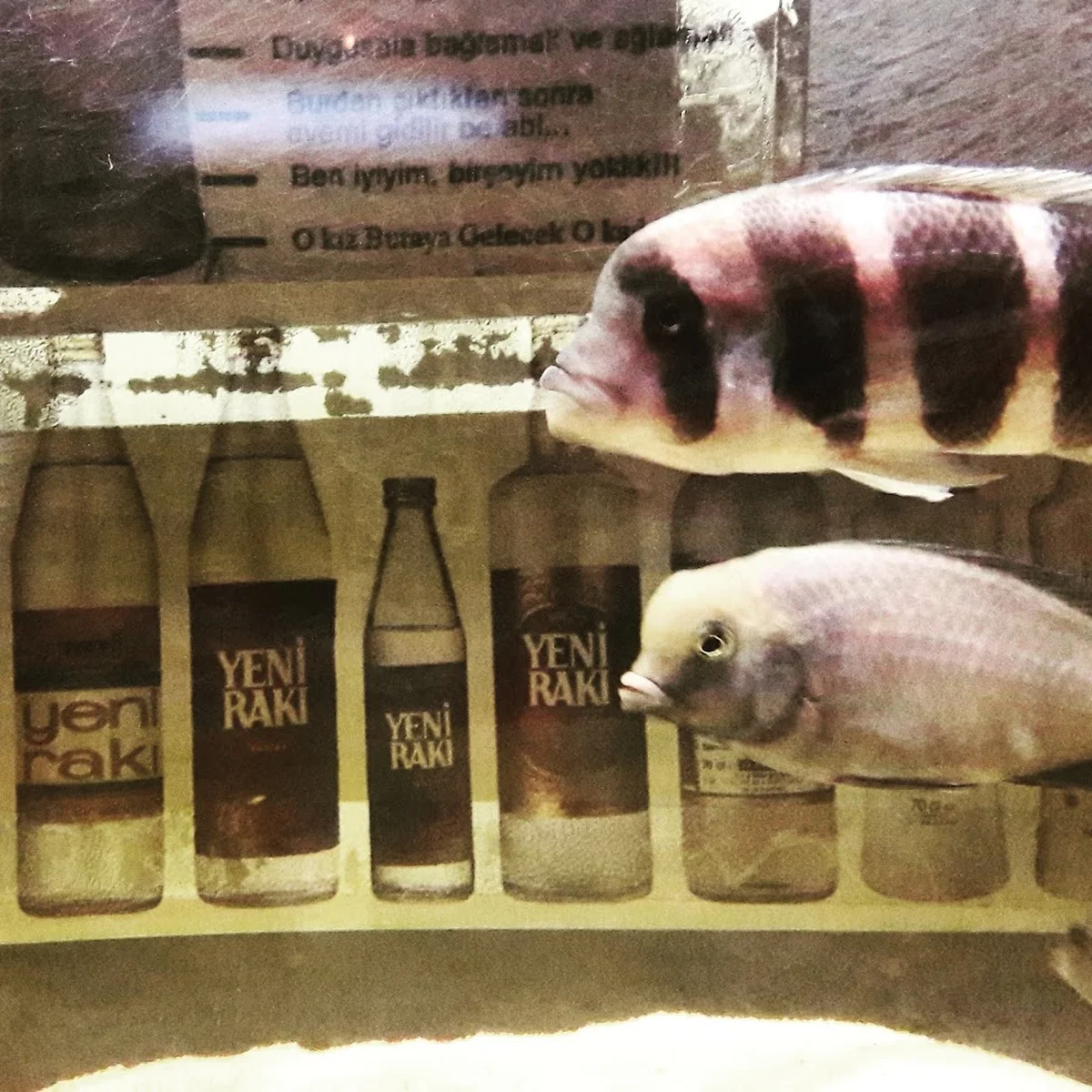 MEYHANE AŞİNA - Görsel 9