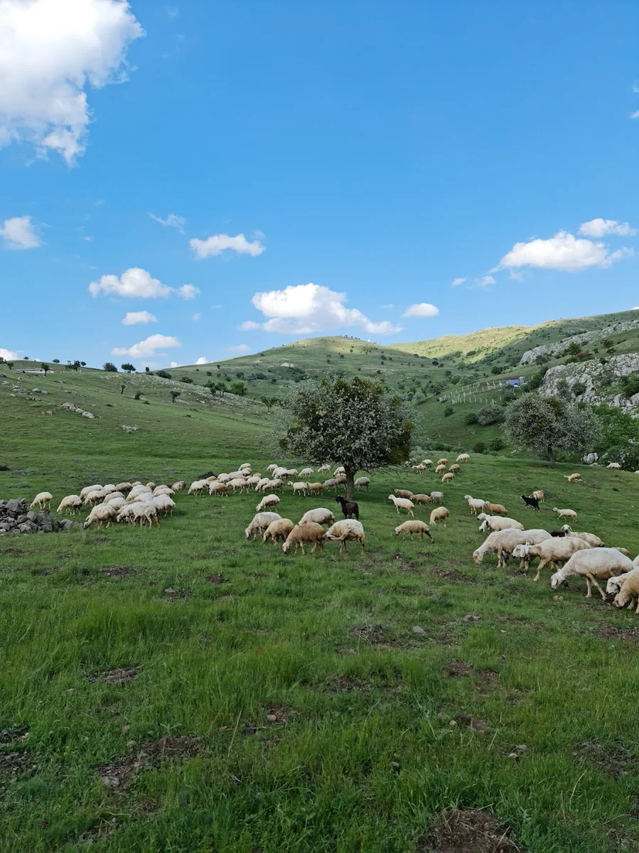 Yakup Abdal Teras - Görsel 2