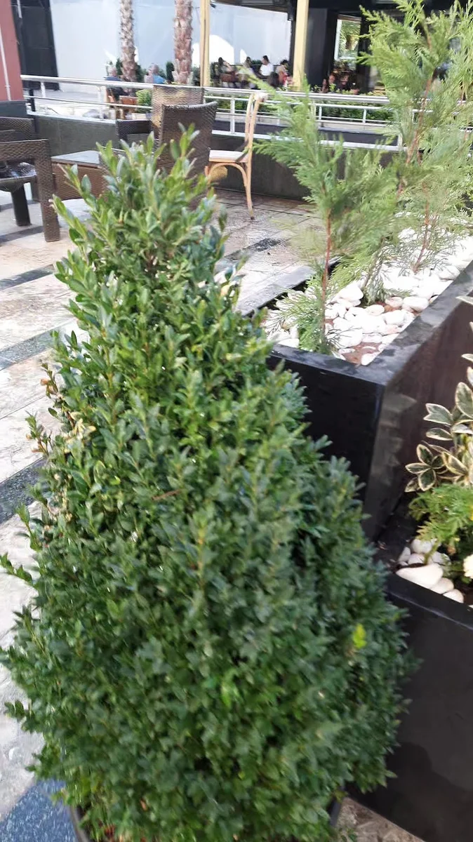 Vicolo İtaliano - Görsel 8