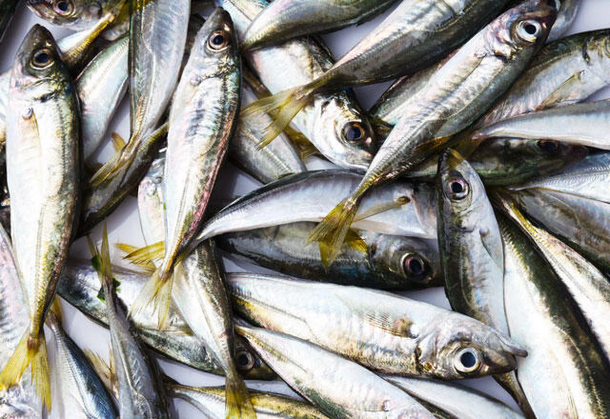 Balıkhan Restaurant - Görsel 7