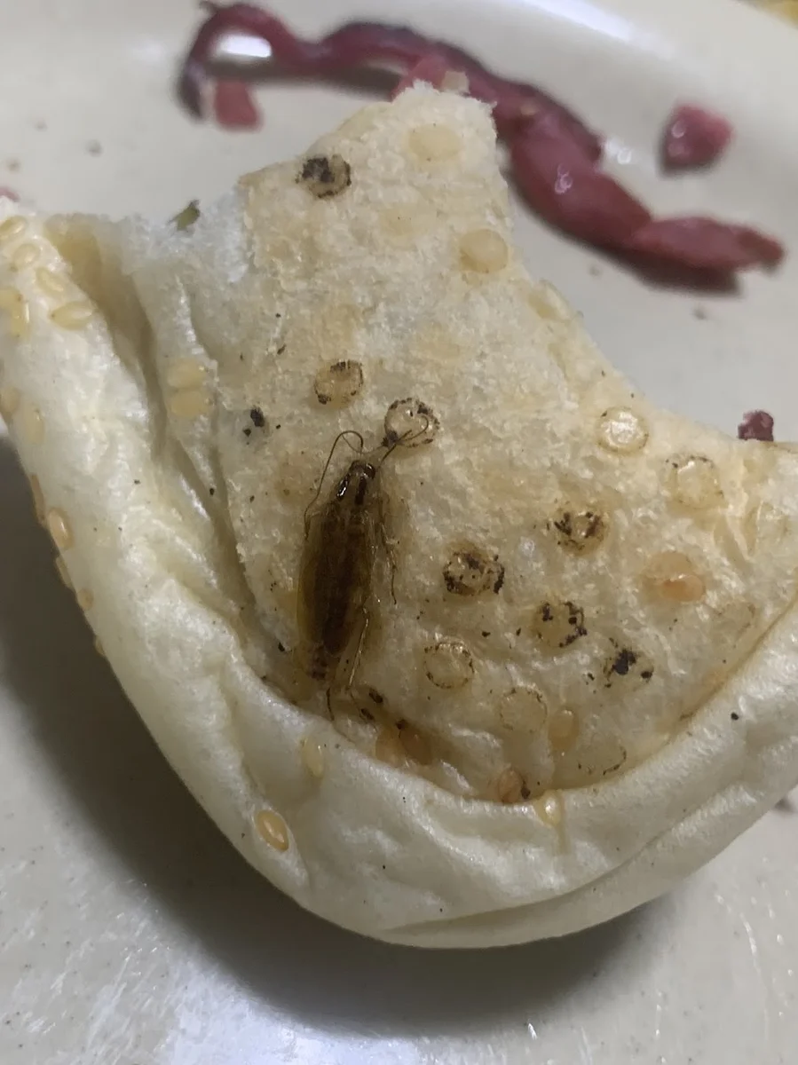 Tombiş Kumru - Görsel 5