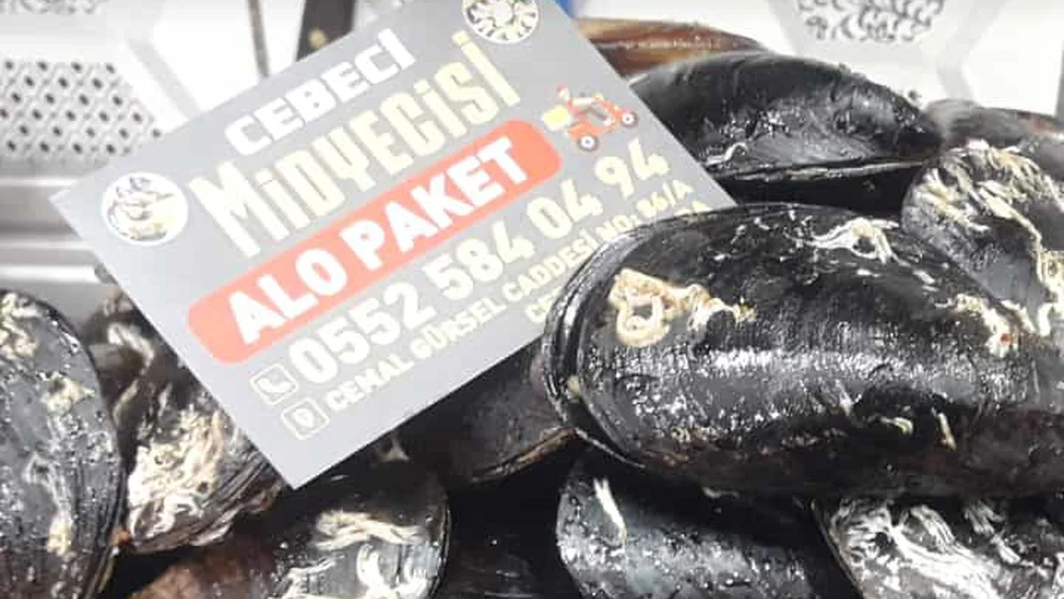 Cebeci Midyecisi - Görsel 5