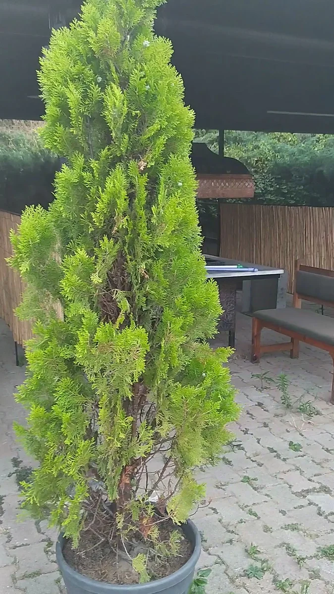 GençBey Restaurant - Görsel 7