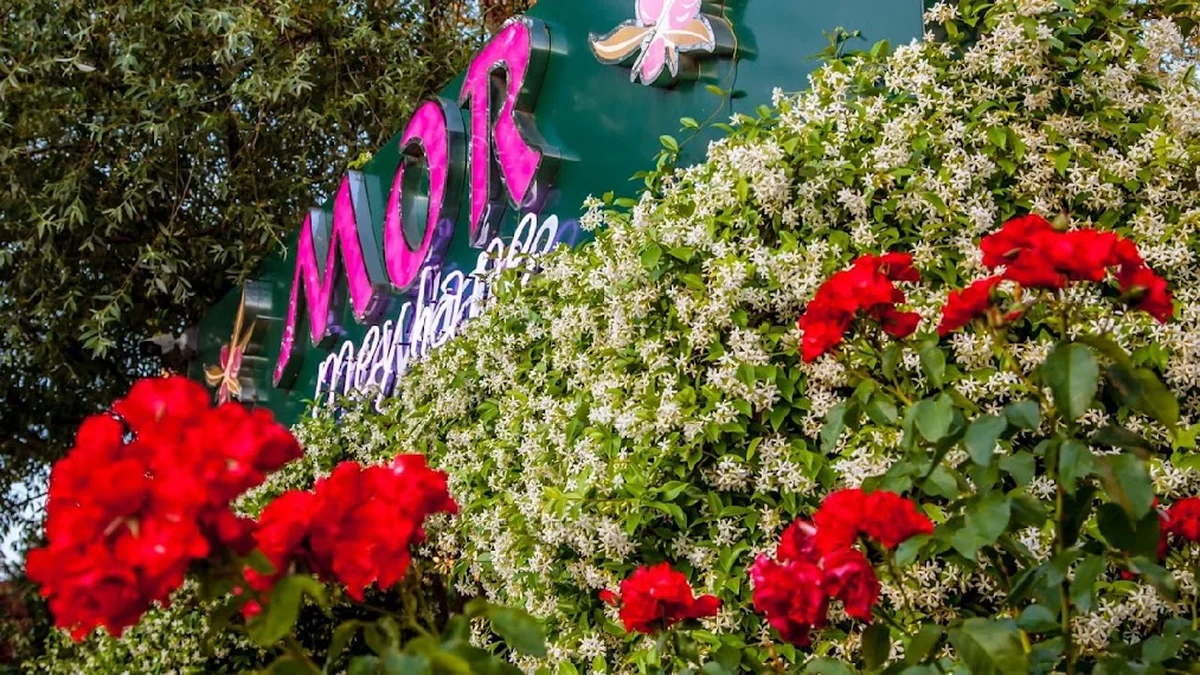 Mor Meyhane - Görsel 2