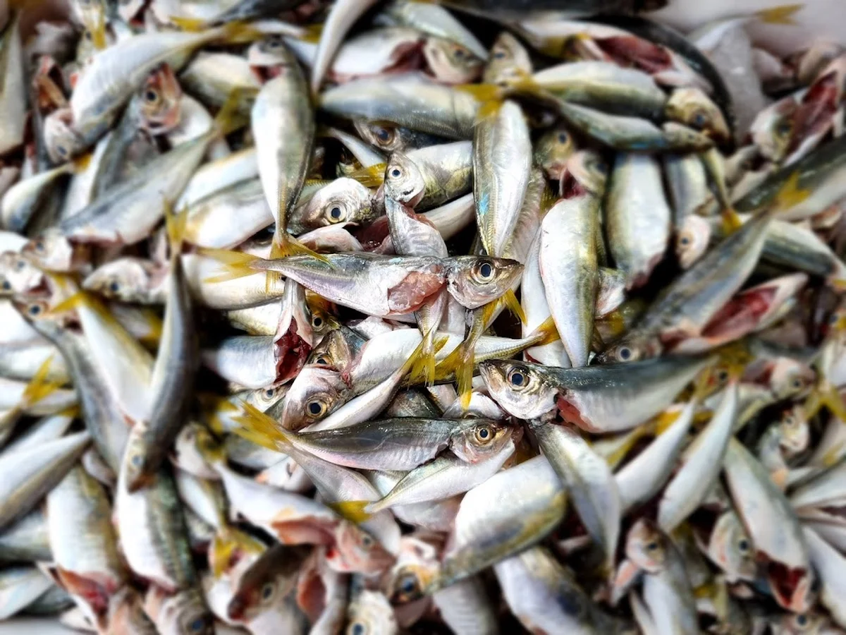 Balikçi Osman - Görsel 7