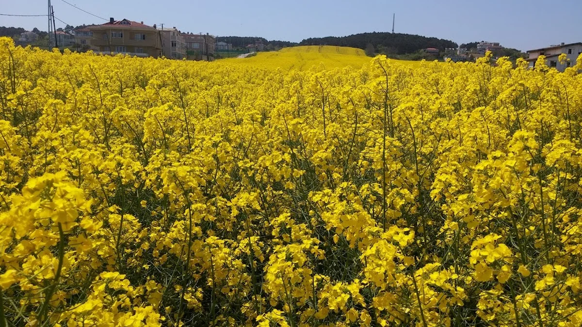dostlar restaurant - Görsel 9