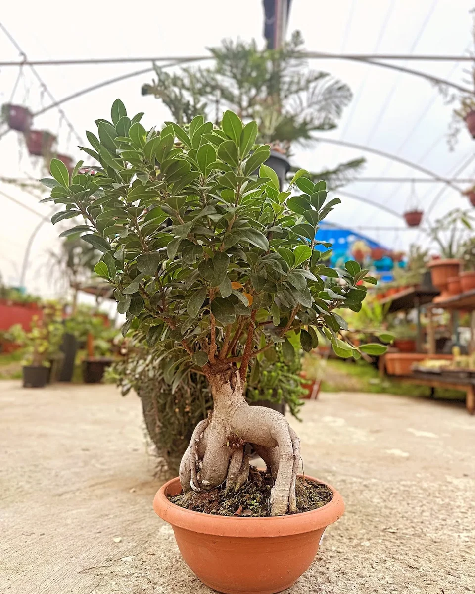 BotanikCafeRestaurant - Görsel 2