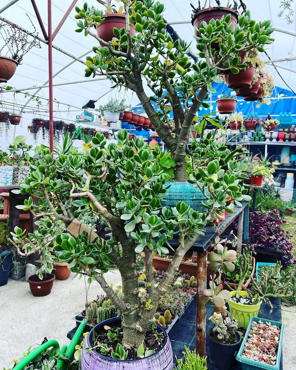 BotanikCafeRestaurant - Görsel 6