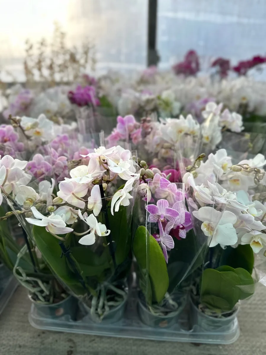 BotanikCafeRestaurant - Görsel 9