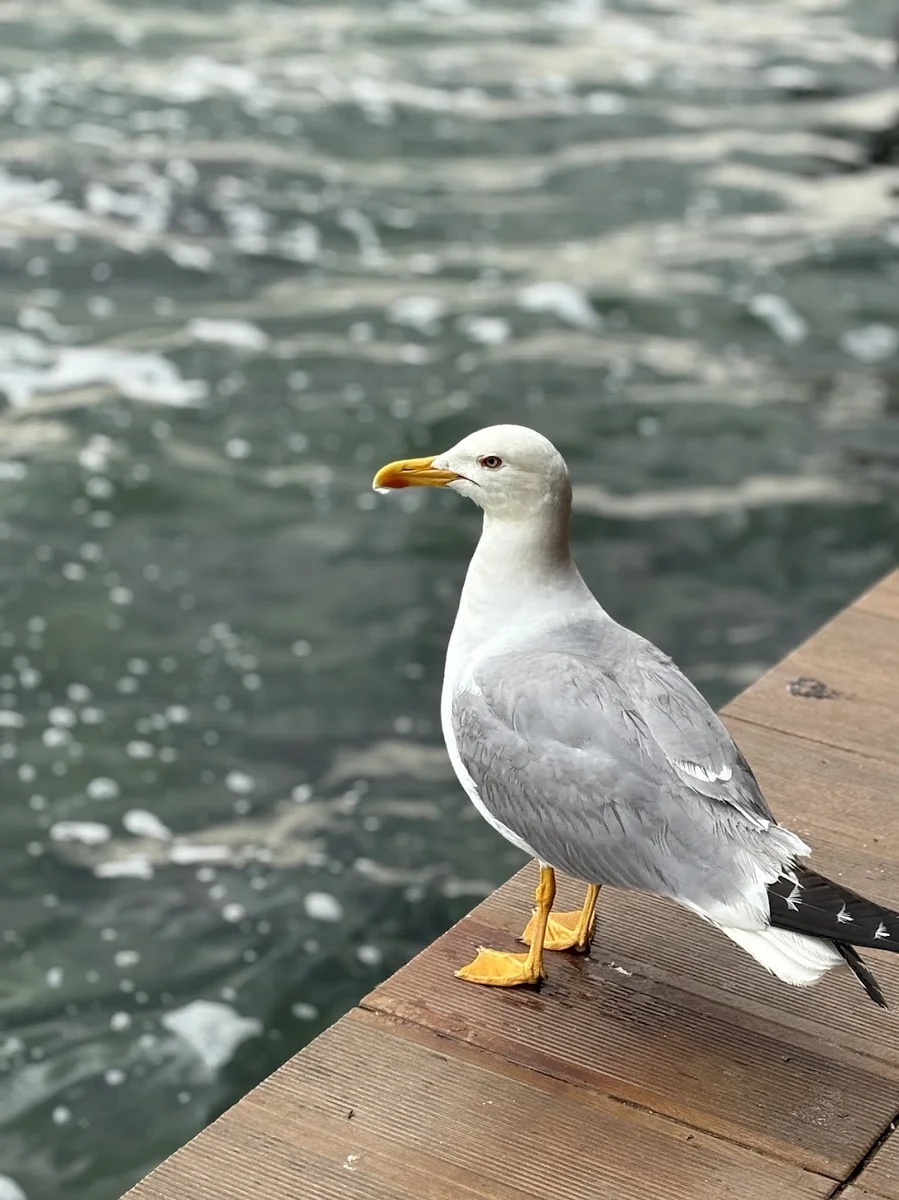 Yenikoy Spor Kulubu Tesisleri/Yeniköy Sahil Kafe Restoran - Görsel 7