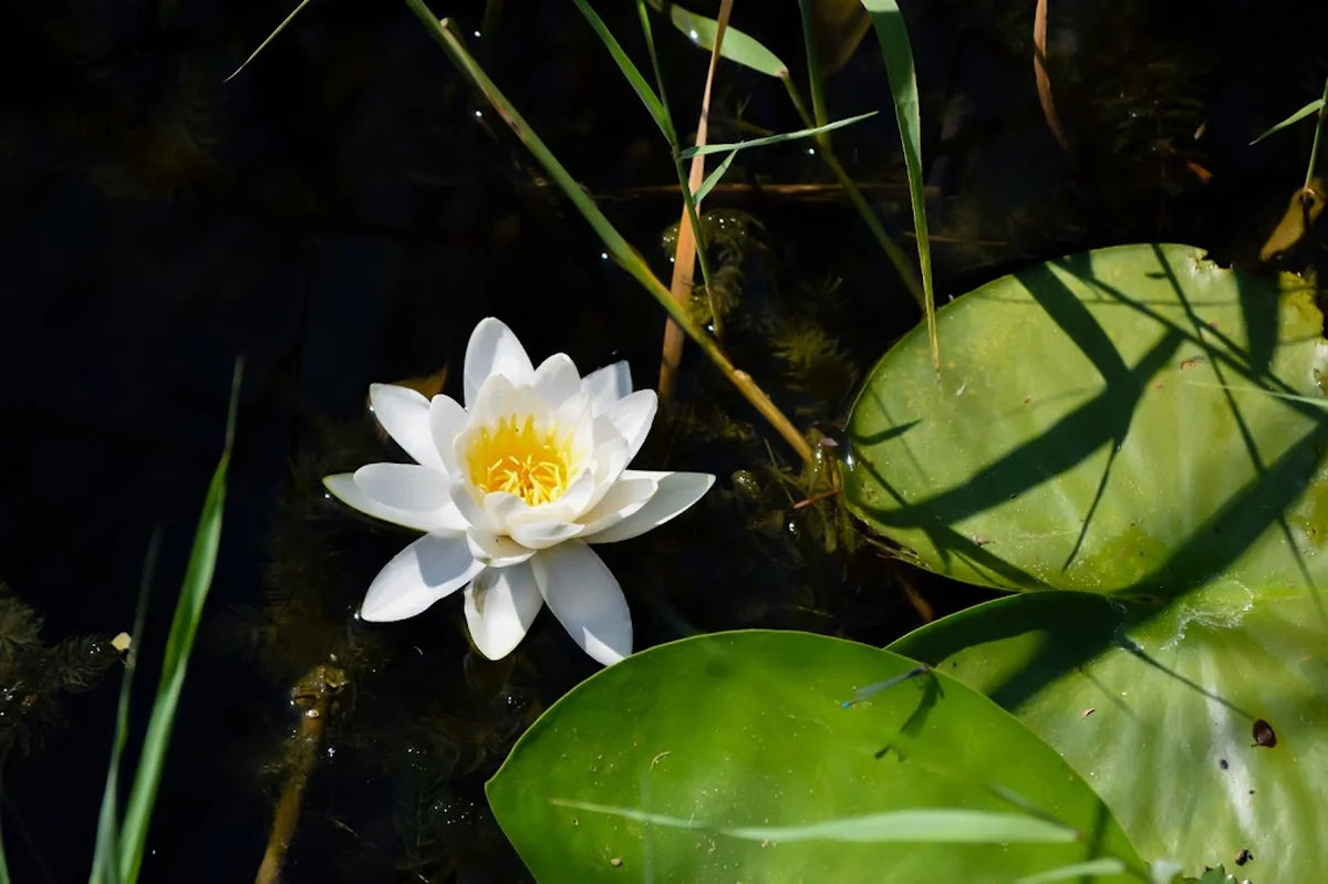 Bahçem Piknik Alanı - Görsel 7