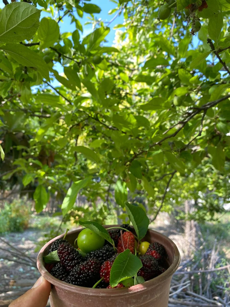 bizim bahçe kahvaltı ve ızgara - Görsel 7