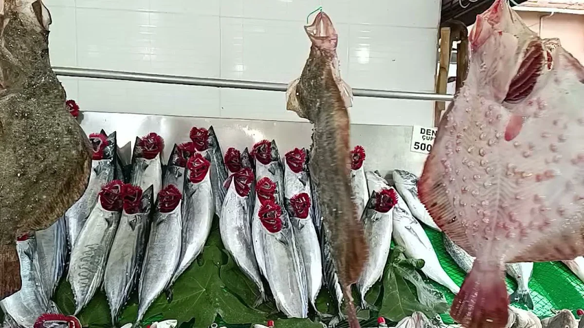 Nokta balık - Görsel 2