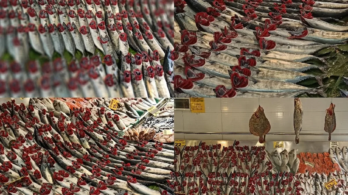 Nokta balık - Görsel 4