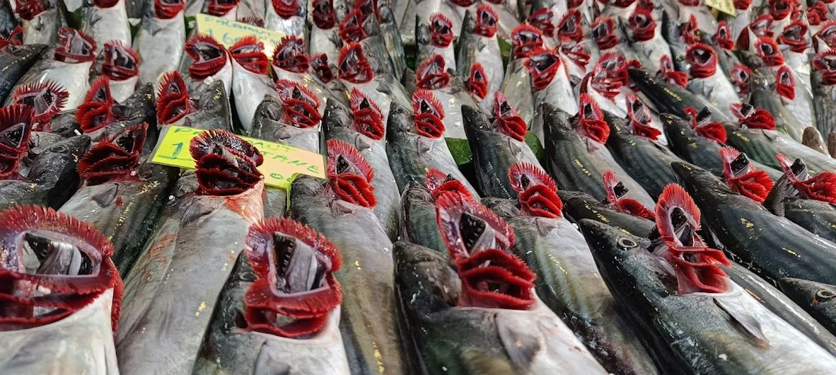 Nokta balık - Görsel 5