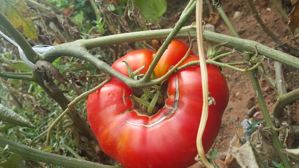 Hatay Altın Künefe - Görsel 6