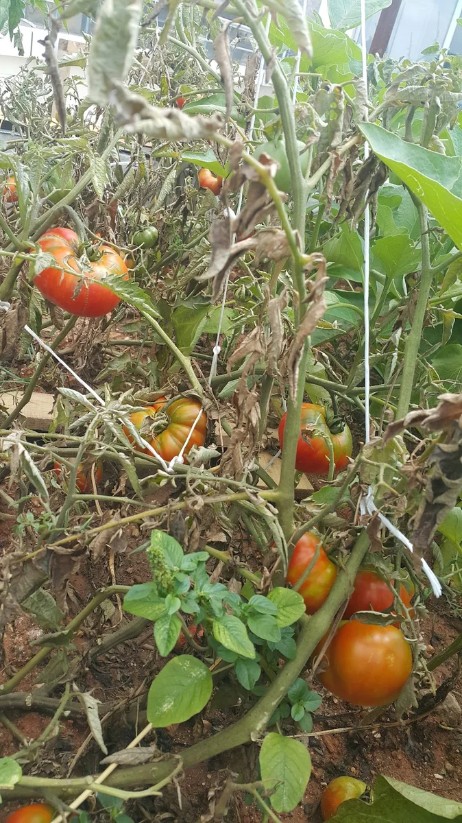 Hatay Altın Künefe - Görsel 9