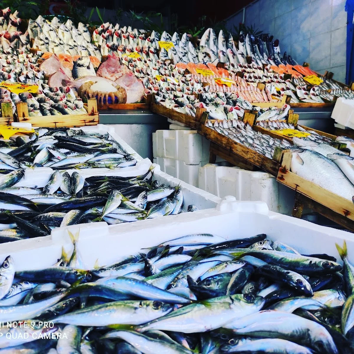 Balikçi Nuri - Görsel 4