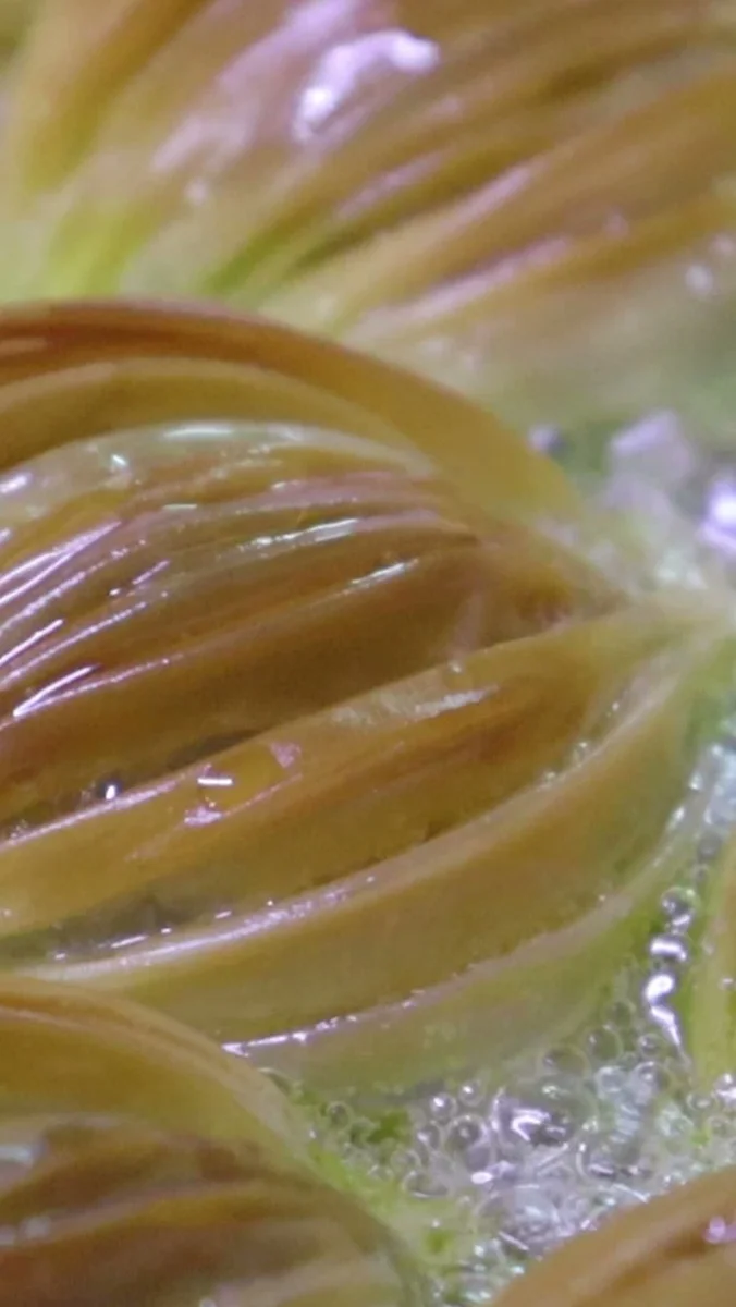 Faruk Güllüoğlu - Görsel 6