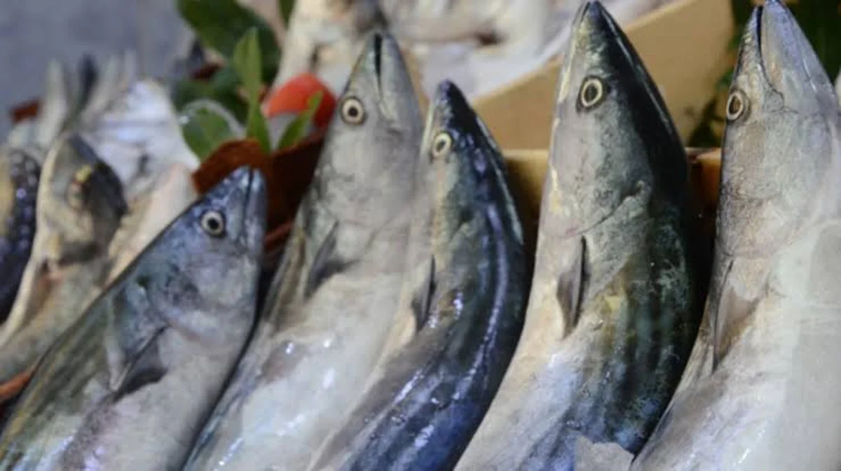 MR Karadeniz Balıkçılık - Görsel 8