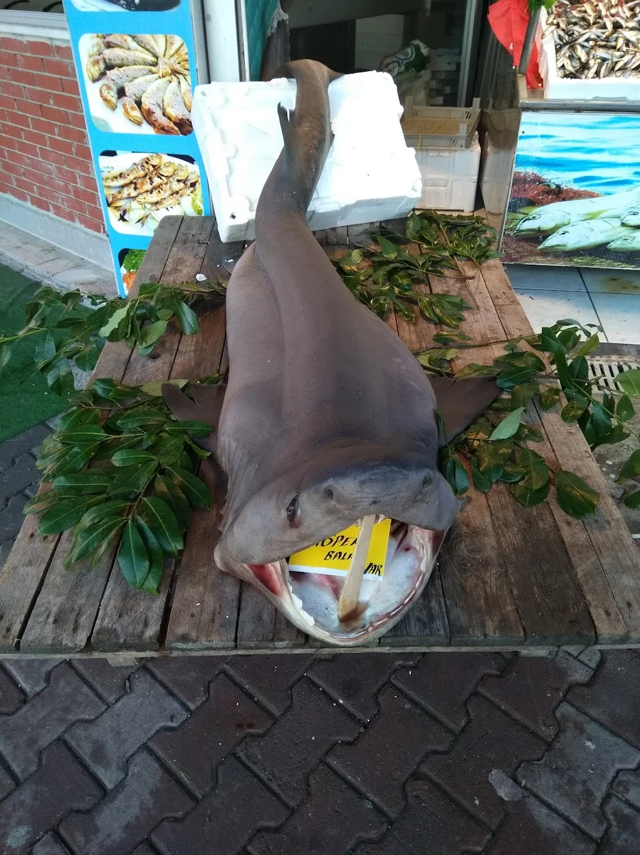 Balikciniz Haluk - Görsel 1