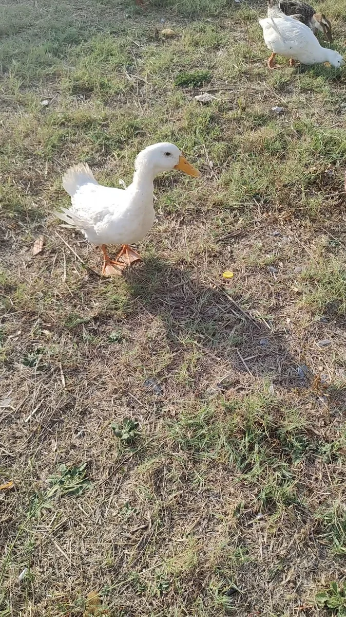 Döner Bank Altınşehir - Görsel 4