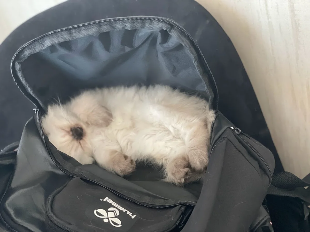 PizzaLazza Kayaşehir - Görsel 6