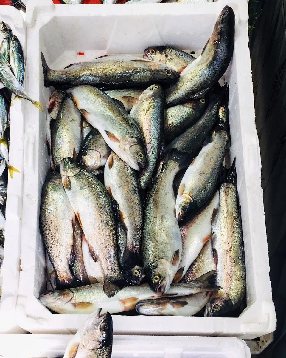 Balıkçı Metin Arnavutköy - Görsel 9