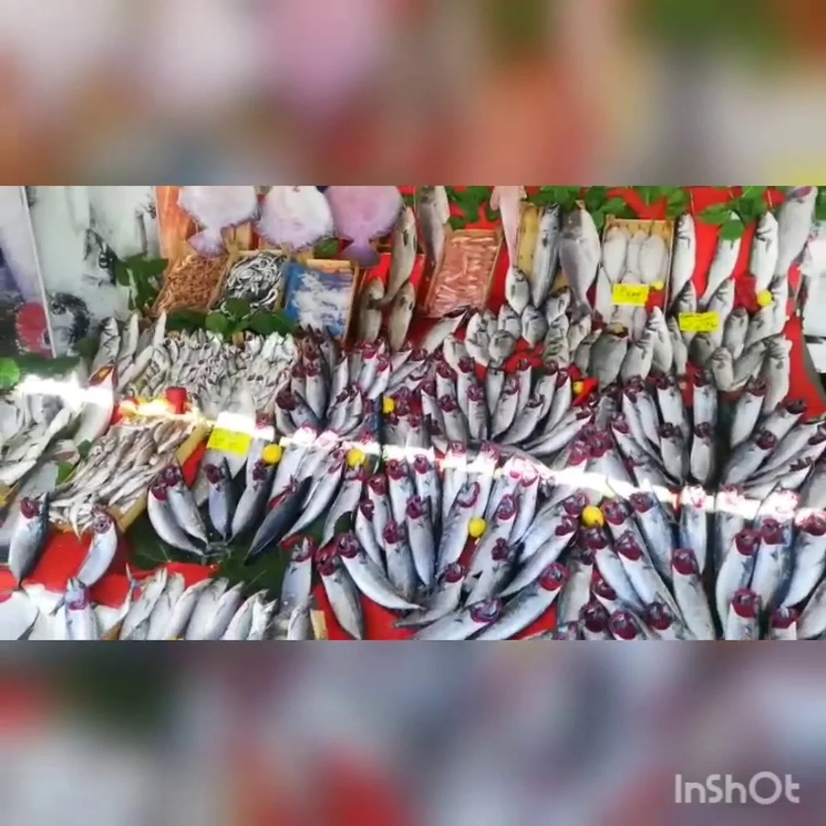 Balıkçınız Kenan demir - Görsel 4