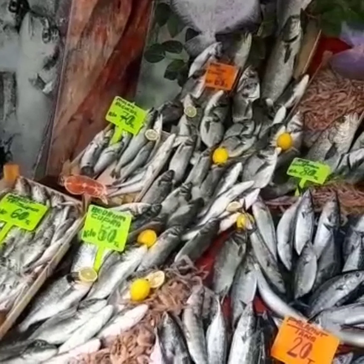 Balıkçınız Kenan demir - Görsel 6