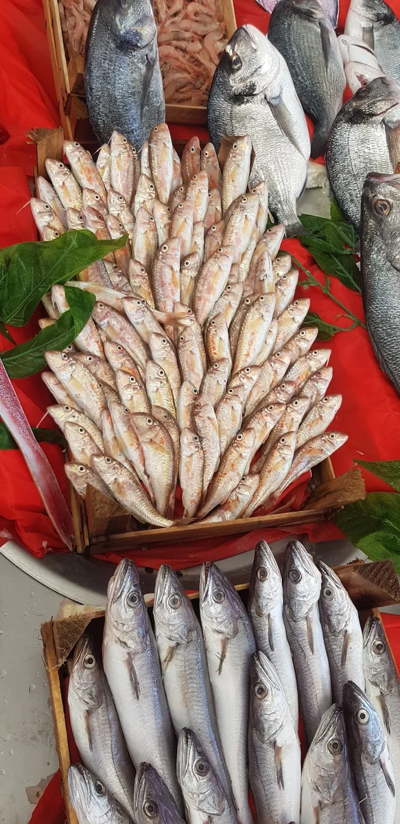 Balıkçınız Kenan demir - Görsel 9