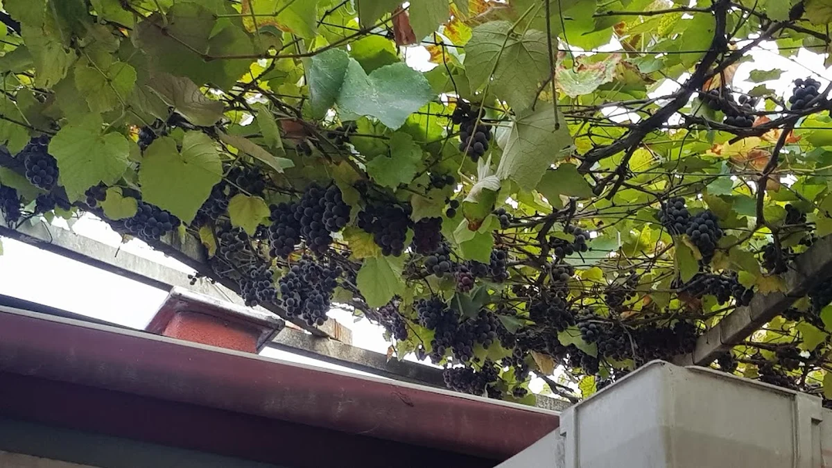 levent bufe - Görsel 9