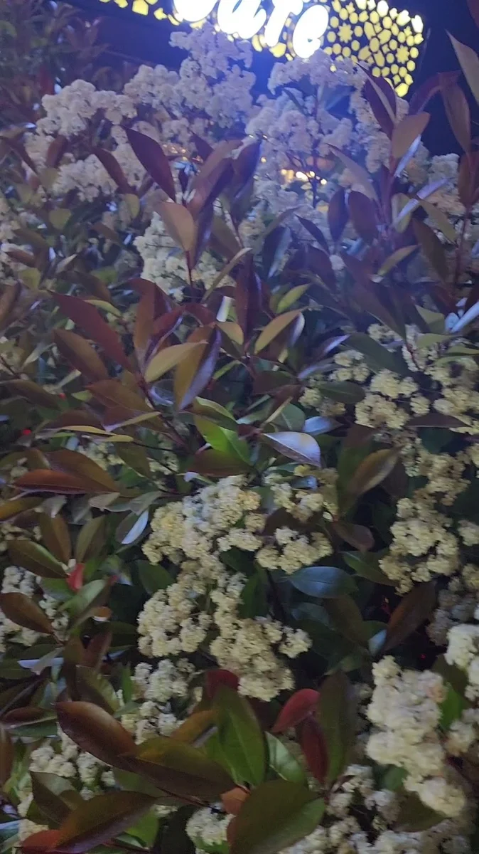 TİGER CAFE BAŞAKŞEHİR - Görsel 2