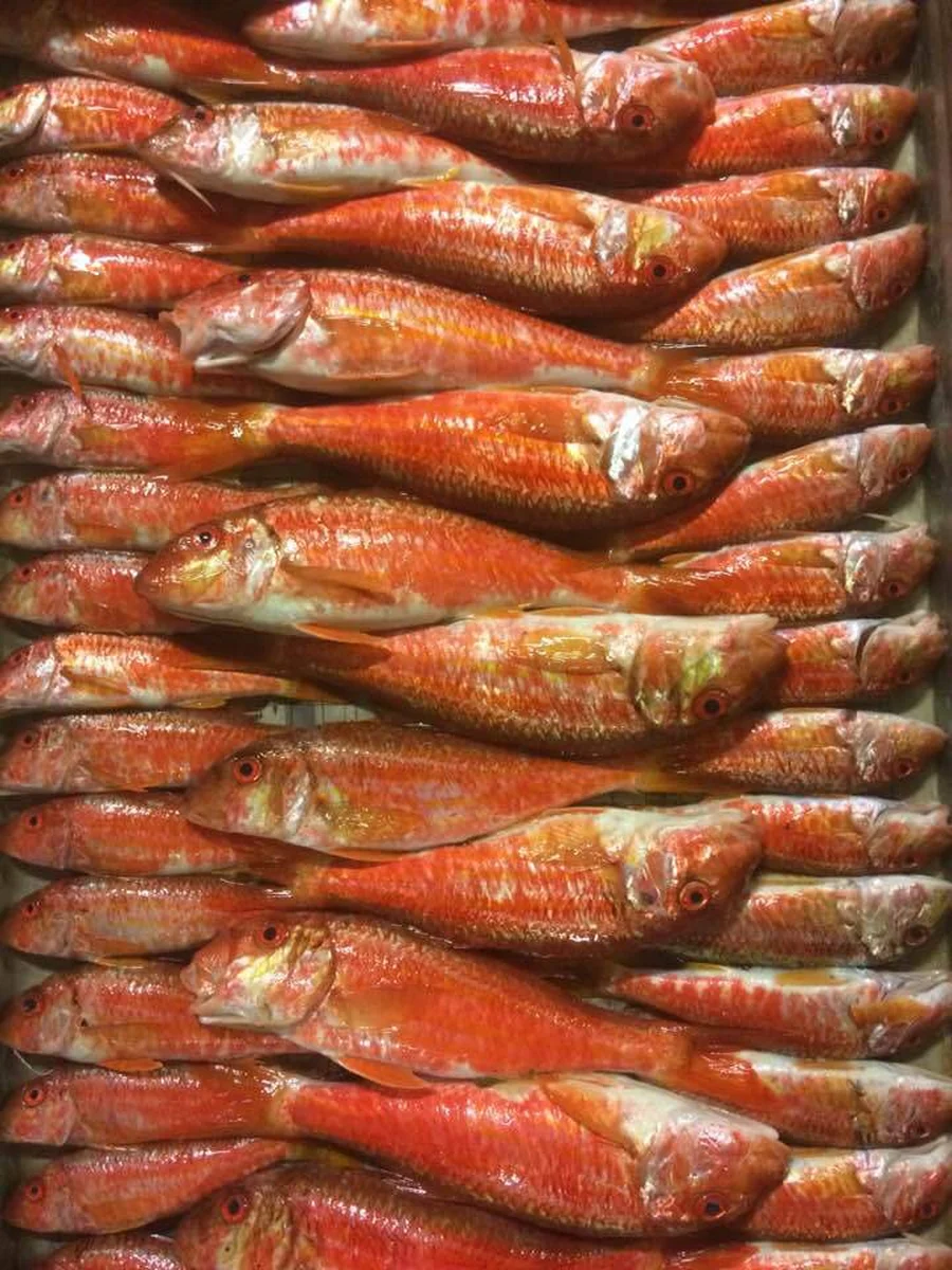 Ziyade Balık - Görsel 8