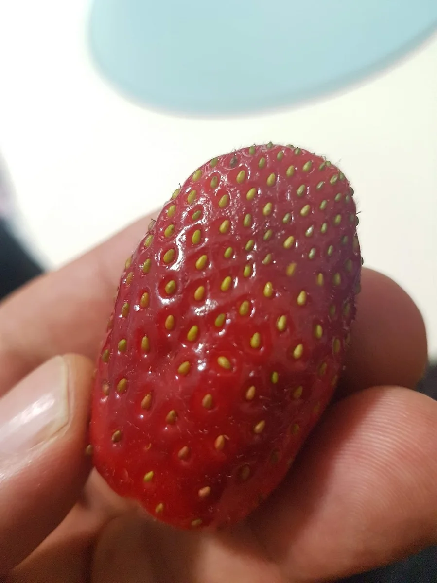 Şafak Balık Bahçeşehir - Görsel 5