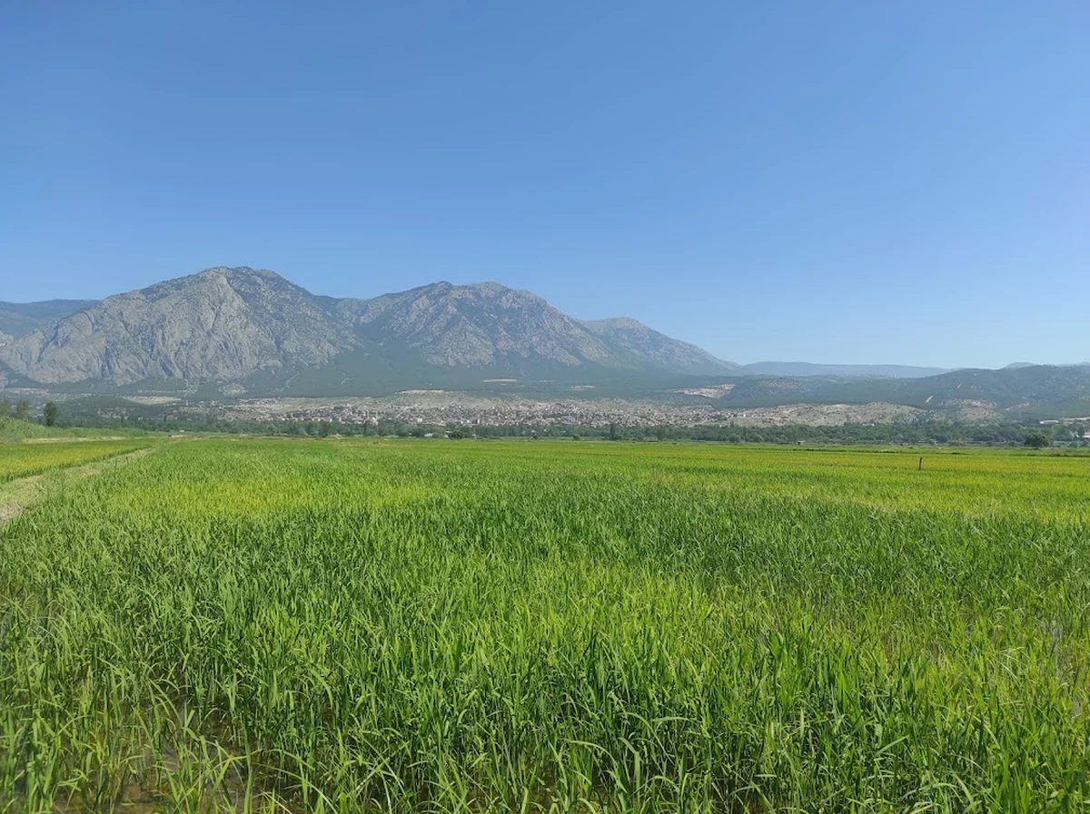 Pilav mania - Görsel 3