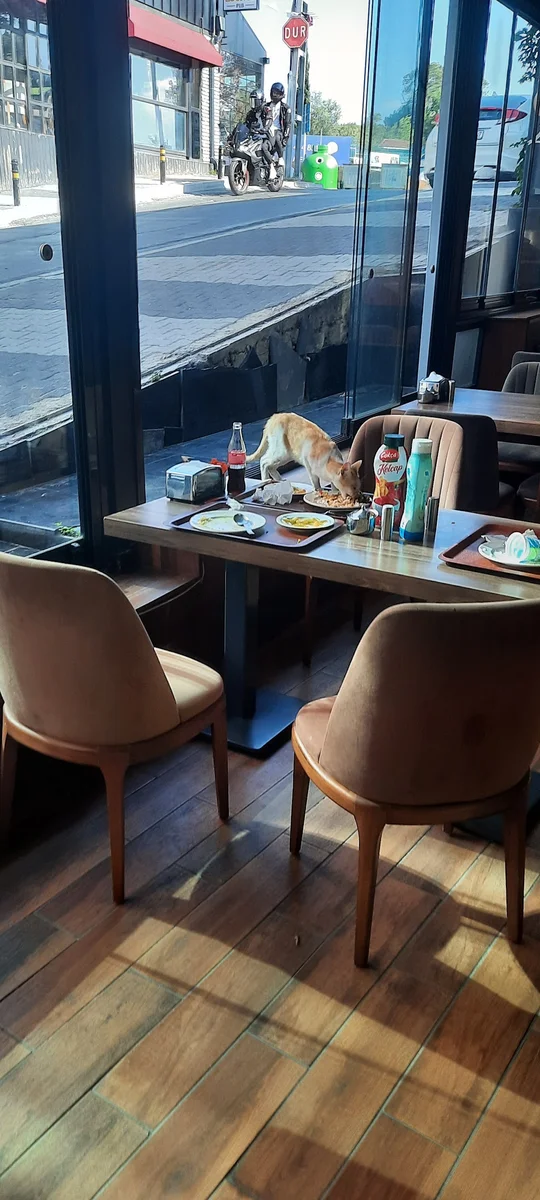 Pilav Dünyası - Görsel 4