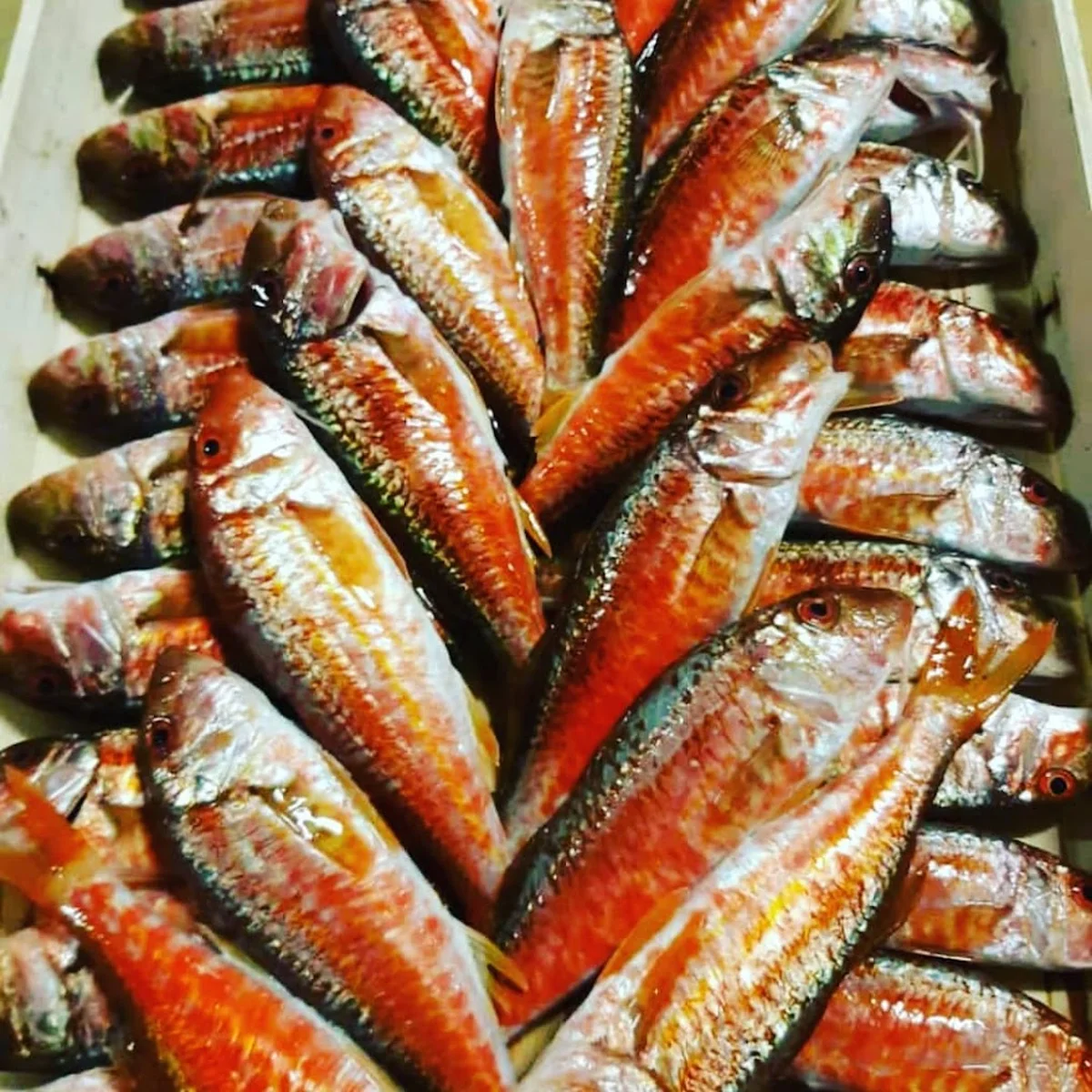 Balik dunyasi - Görsel 3