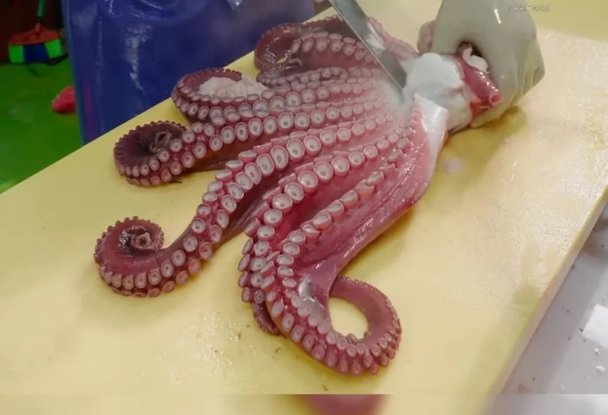 Balik dunyasi - Görsel 5