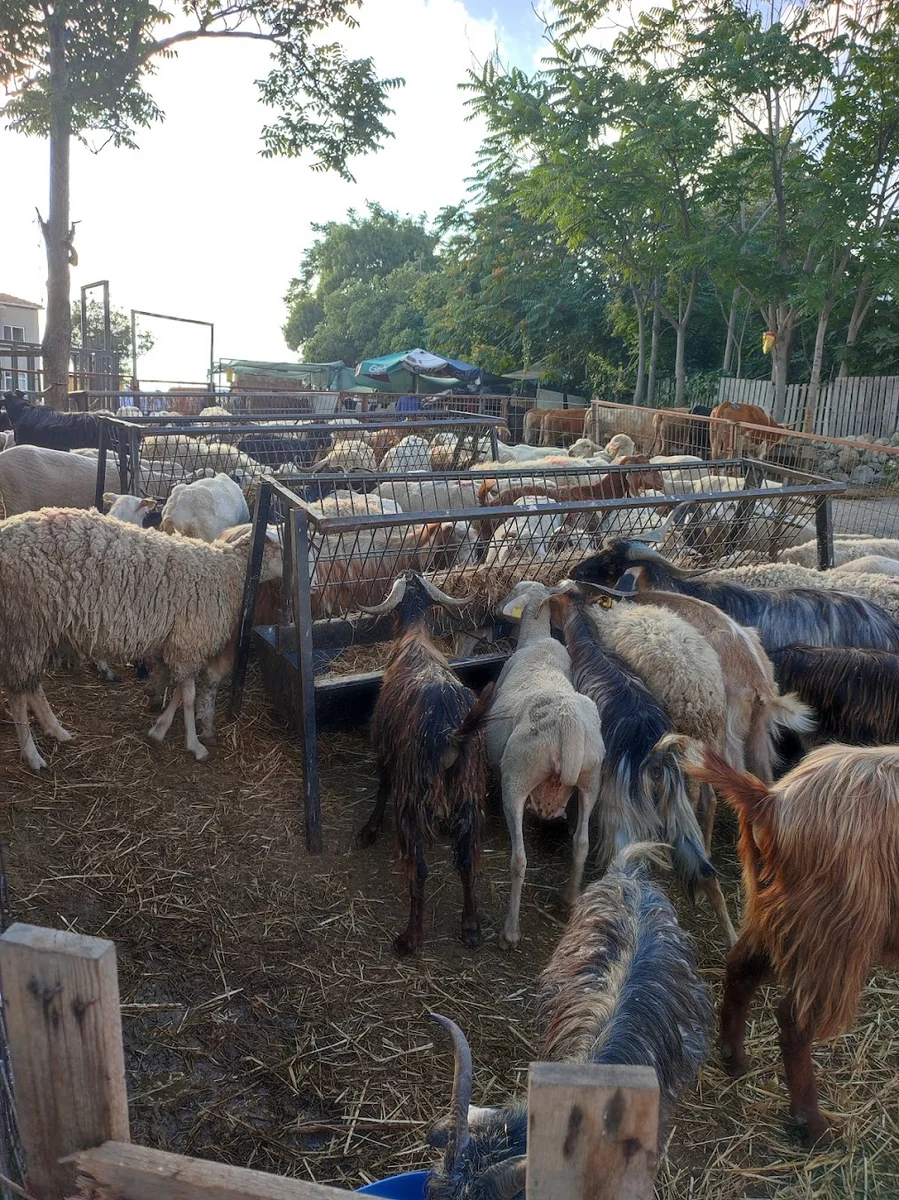 مطعم شام لار - Görsel 4