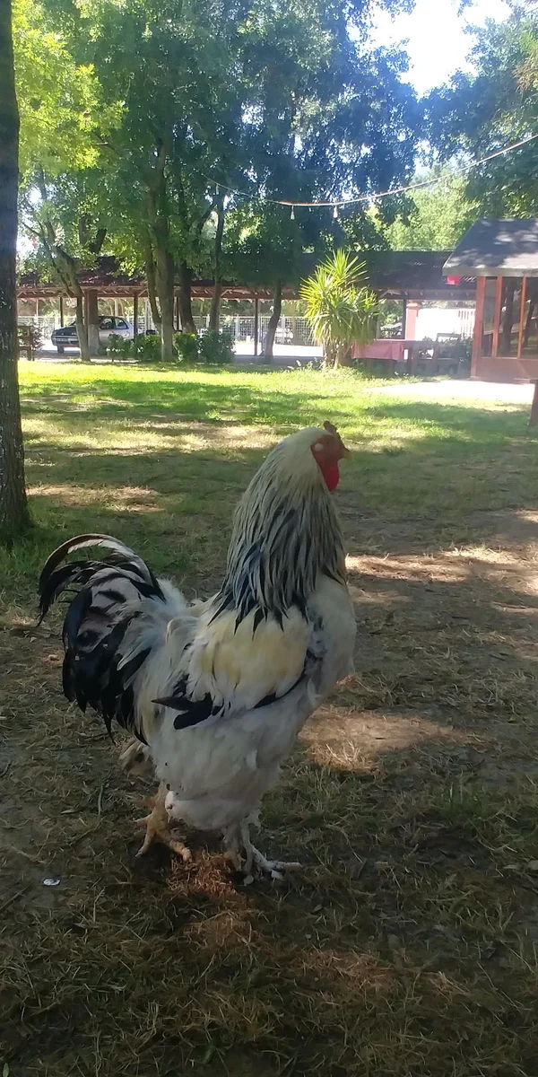 Çınar Et Mangal - Görsel 8