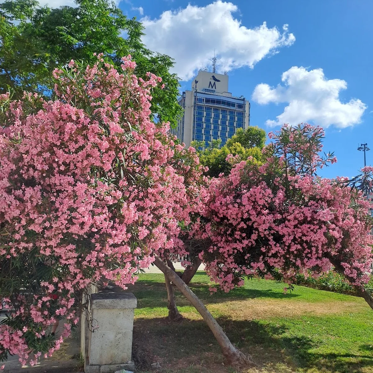 Mixx Teras Restaurant - Görsel 8