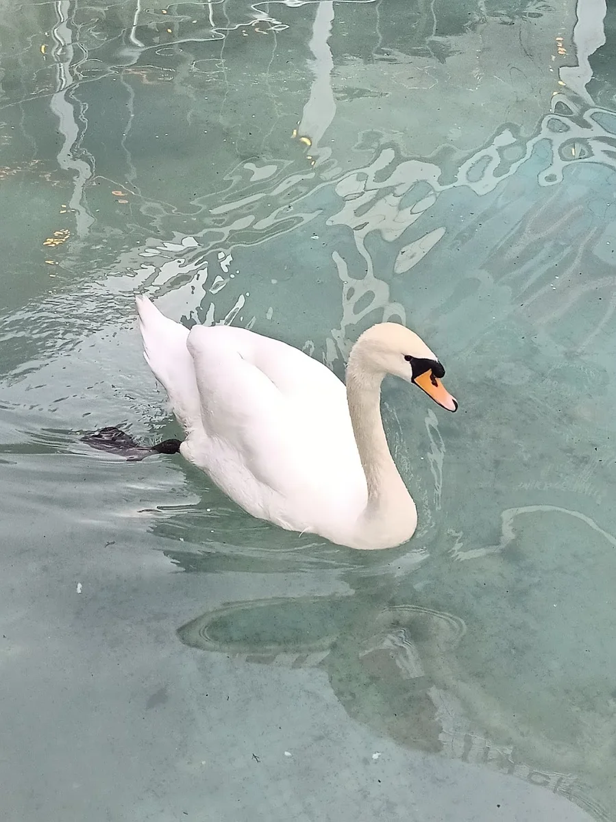 Serander Park - Görsel 7