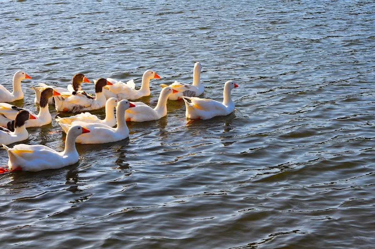 AYDOS ORMAN GÖL KRİSTAL - Görsel 5