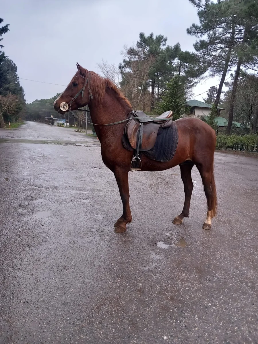 Aydos Orman 34 Kristal Cafe & Restaurant & Piknik Alanı & Atlı Binicilik - Görsel 8