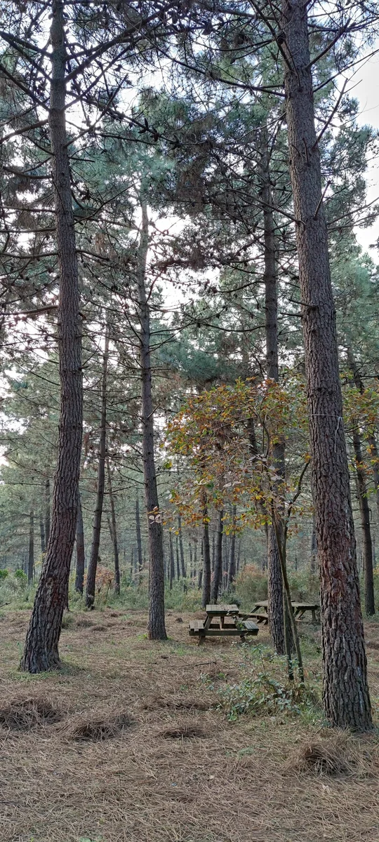 Aydos Orman 34 Kristal Cafe & Restaurant & Piknik Alanı & Atlı Binicilik - Görsel 9