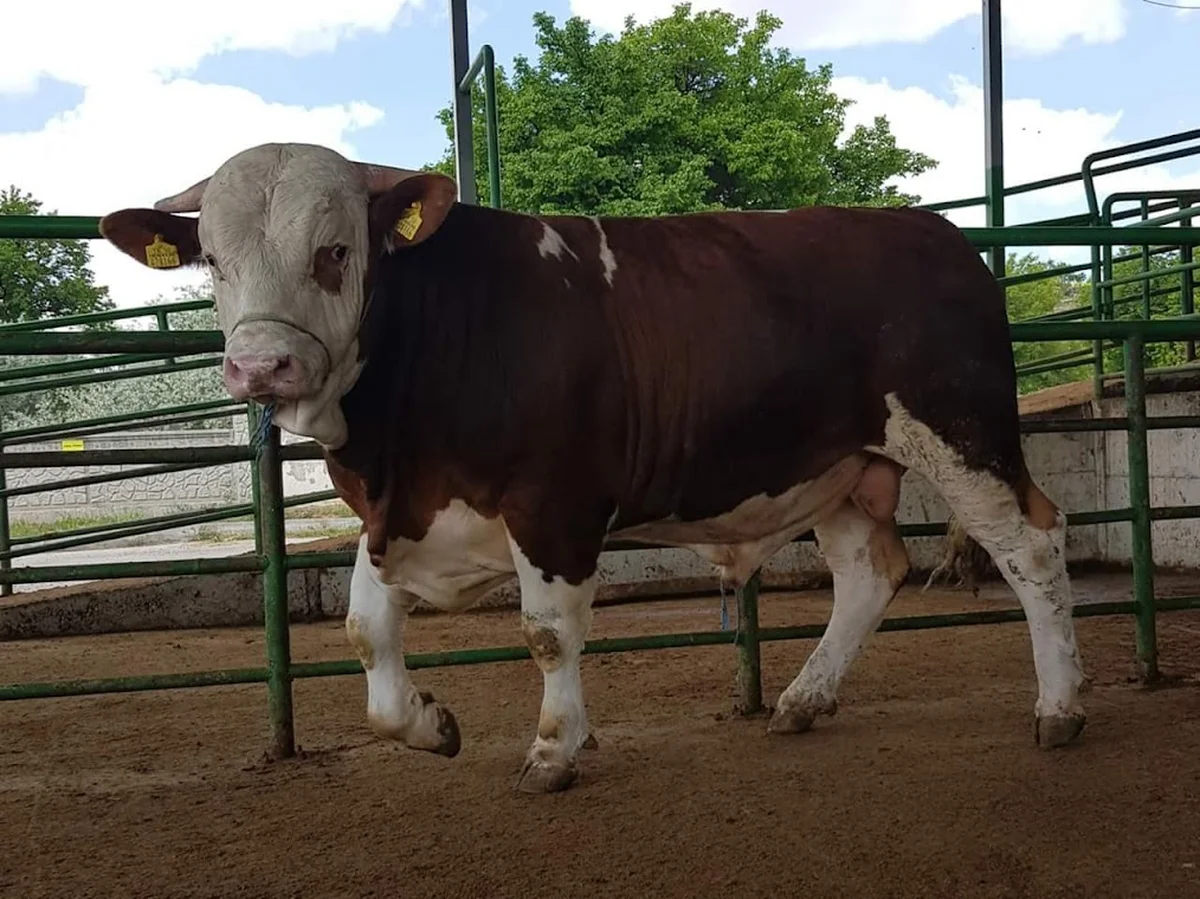 Ünal Çağdaş Kasap Et & Tavuk Şarküteri - Görsel 5