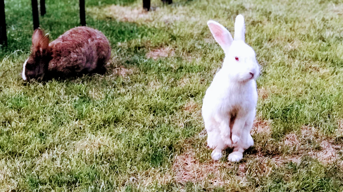 Esenbahçe Et Mangal - Görsel 4