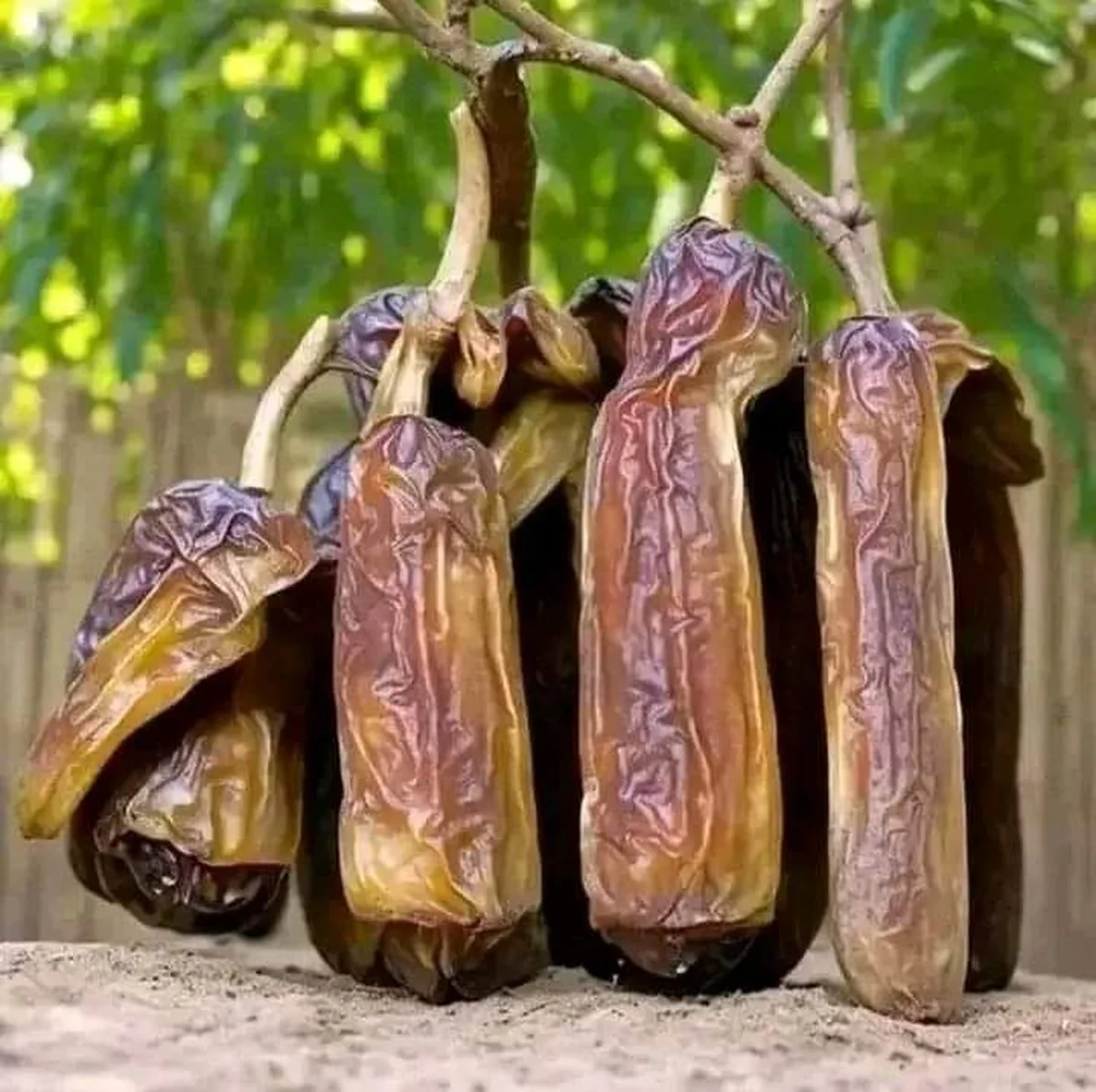 Feccel Tatlısı - Görsel 3