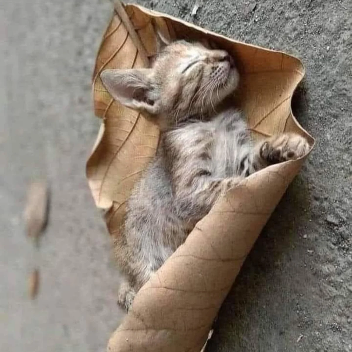 Eymen Pide - Görsel 1